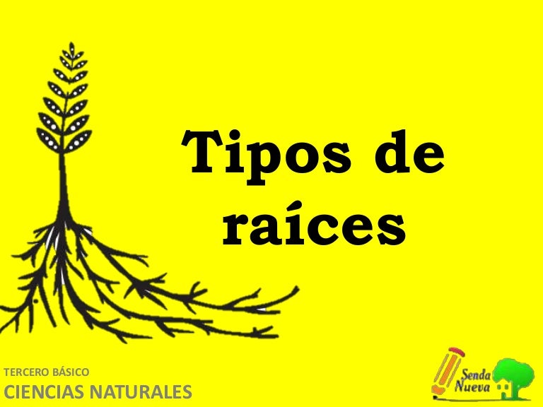 Tipos de raices