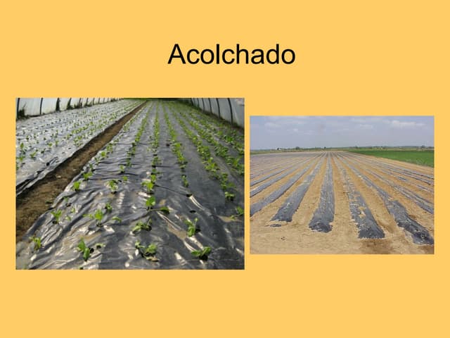 Tipos de regadío y barbecho