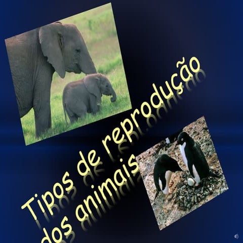O Que São Animais Vivíparos , O que são os animais vivíparos? – VHXKH