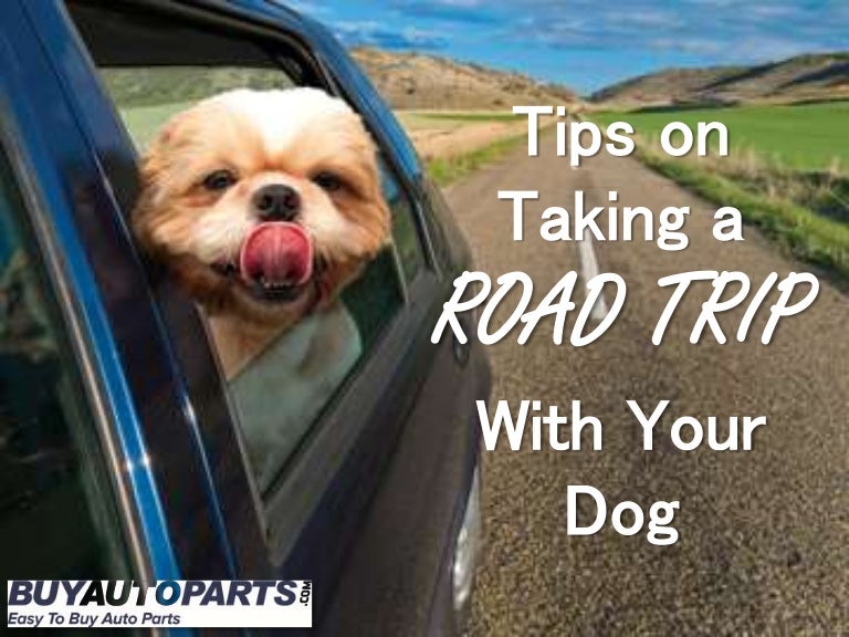 Tips On Taking a Road Trip With Your Dog