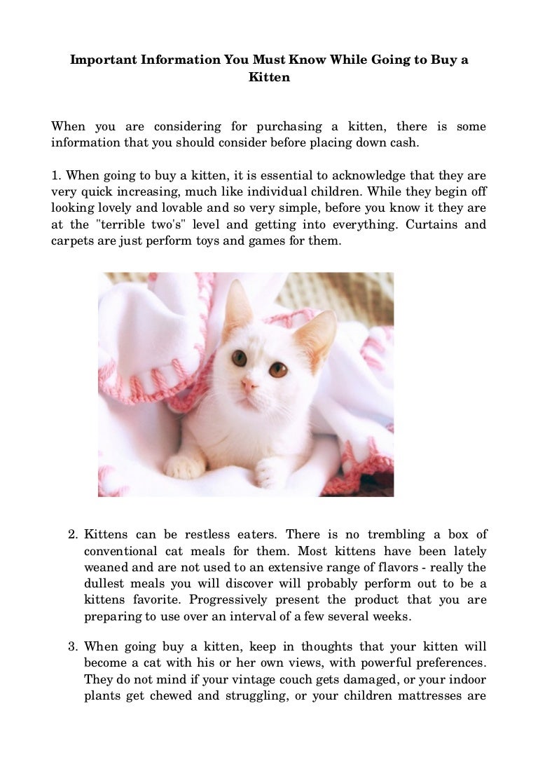 Tips for Buying a New kitten