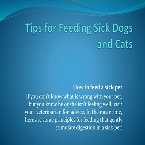 Tips for feeding sick dogs and cats