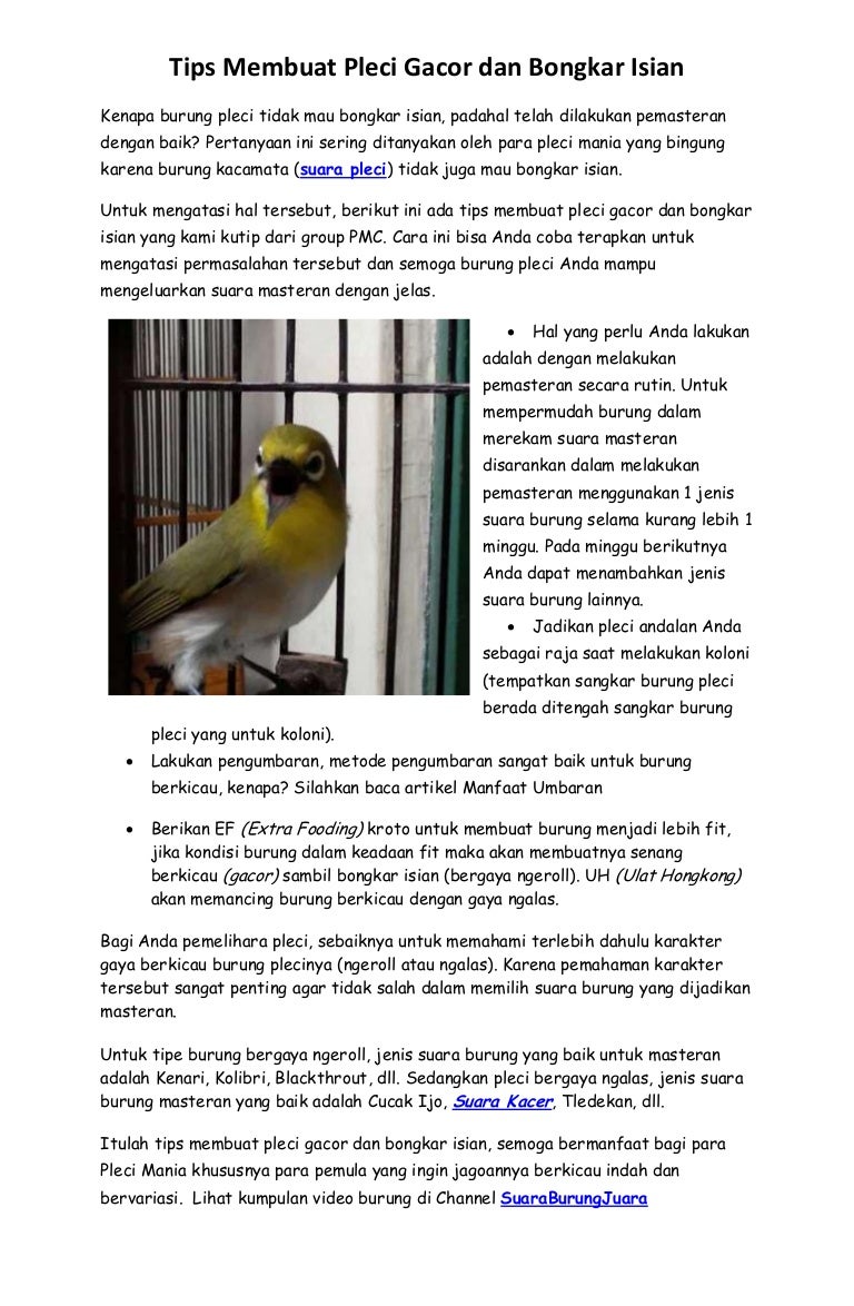 Tips Membuat Pleci Gacor Dan Bongkar Isian