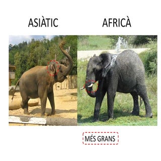 Tipus d'elefants