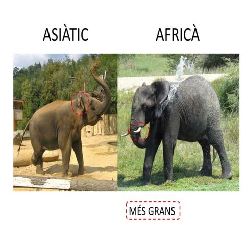 Tipus d'elefants