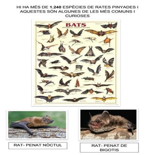 Tipus de rat  penats