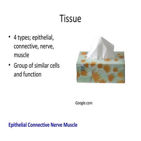 Histology Slides.ppt