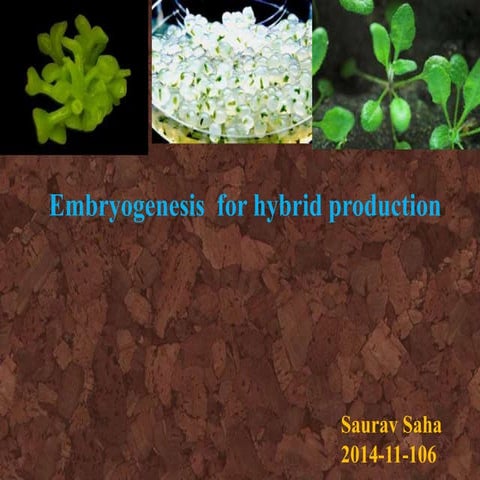 somatic emryogenesis and synthetic seed production
