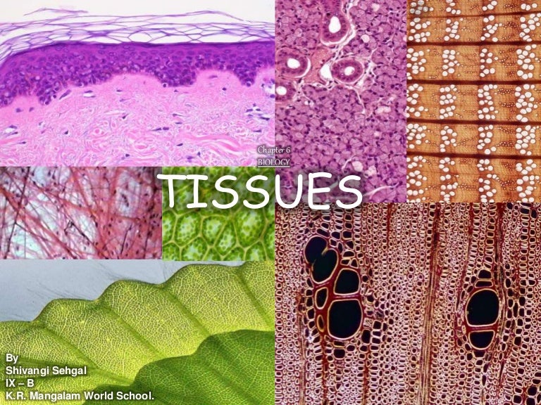 tissue wrapped air force 1