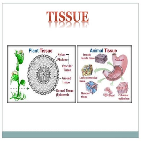 Tissue class 9