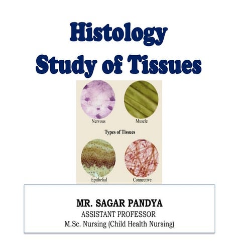 The Tissues: Building Blocks of the Human Body