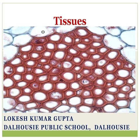 Plant Tissues for Grade 10 Life Sciences | PPTX