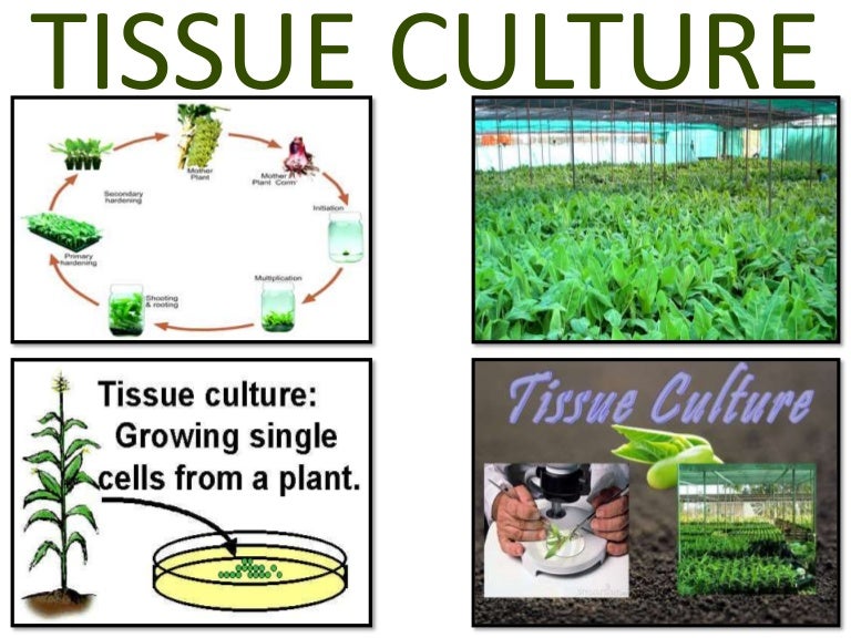 PPT on Tissue Culture Class 10 CBSE Text Book NCERT.