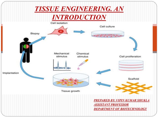 Tissue engineering: AN INTRODUCTION 