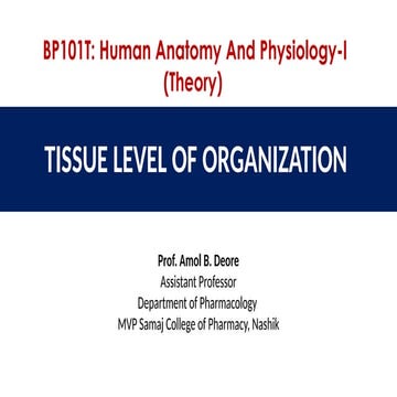 Tissue level of Organization First Year B. Pharm Semester 1