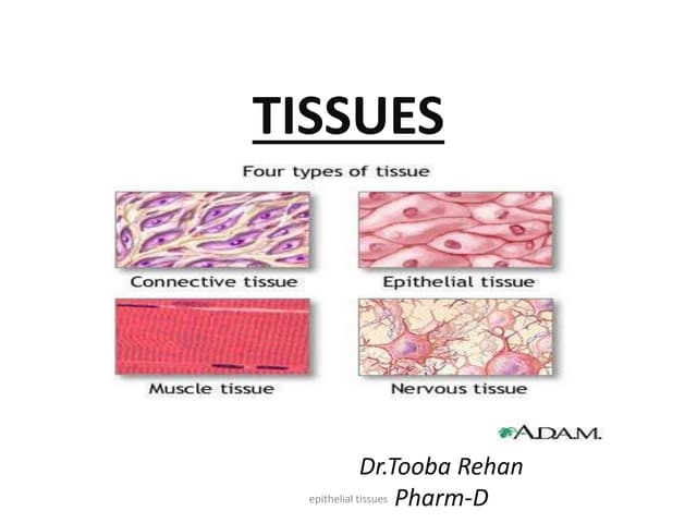 Tissues PPT Tissues Thumbnail 