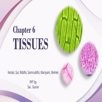 tissues cbse grade 9 science biology.pptx