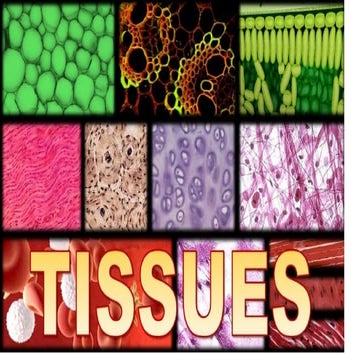 Description of plant and animal tissues CBSE Class X