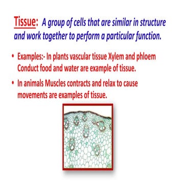 Lesson 8 - Plant and Animal Tissues.pptx