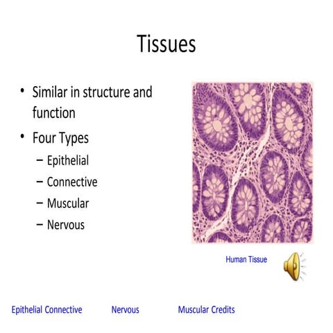 Tissues Project Jordan Rudack