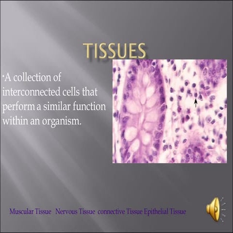 Tissues | PPT