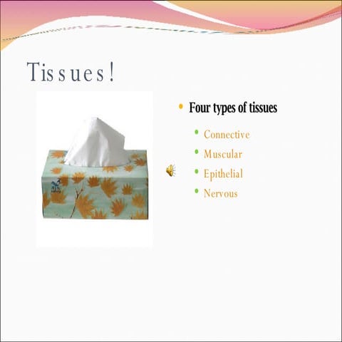 Tissues3casey