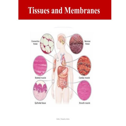 Membranes | PPTX