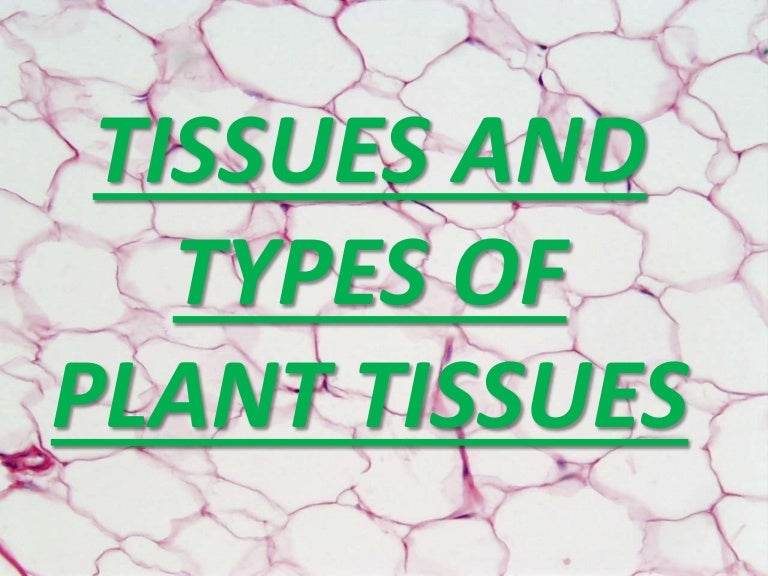 Tissues and types of plant tissues