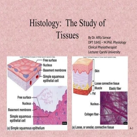 Tissues Histology part of anatomy glance | PPTX