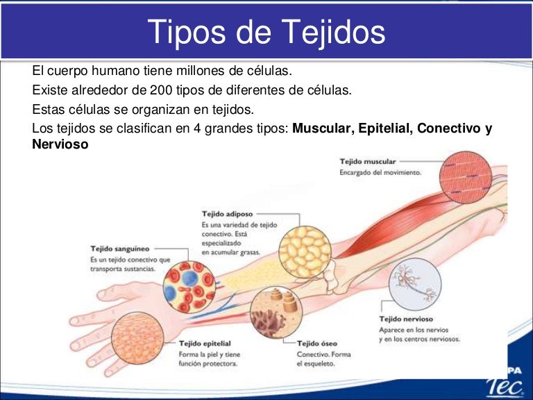 Tipos De Tejido