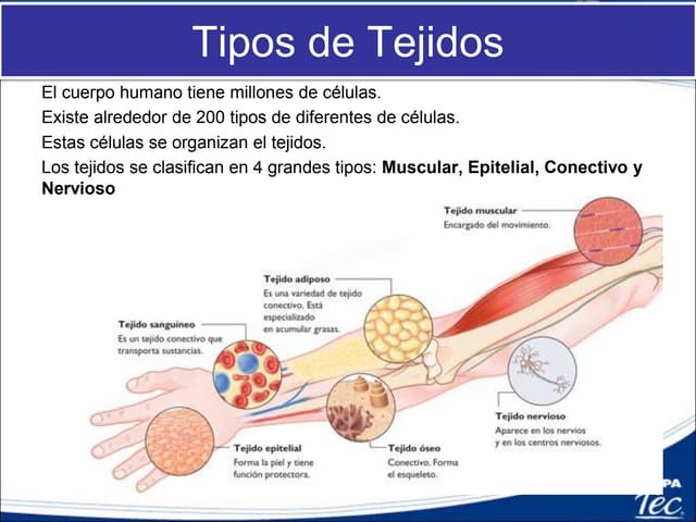 Tipos de Tejido