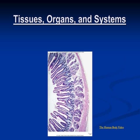Tissues, Organs and Systems PPT (1).ppt