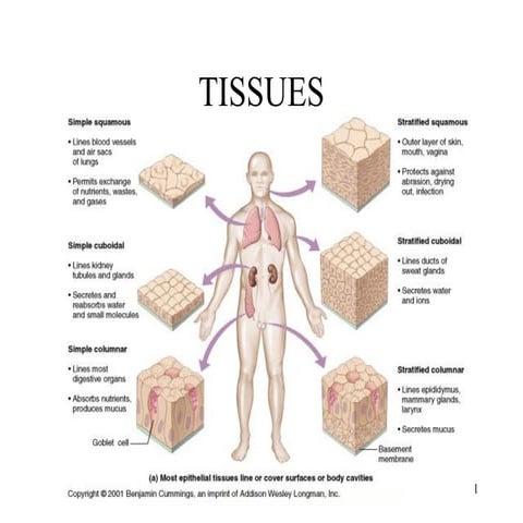 Tissue Types.pdf