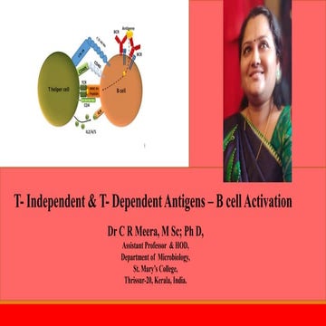 B cell Activation by T Independent & T Dependent Antigens-Dr C R Meera