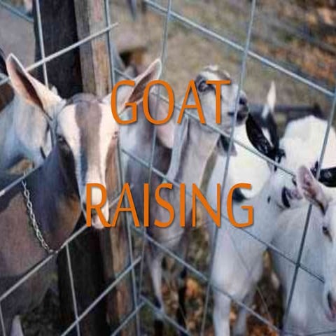 Goat Raising