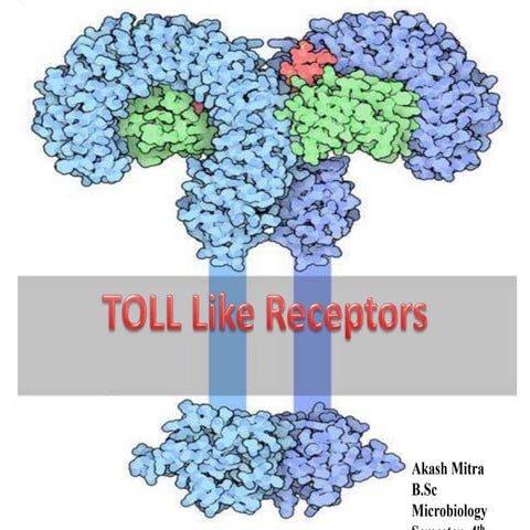 TOLL like Receptor | PPTX
