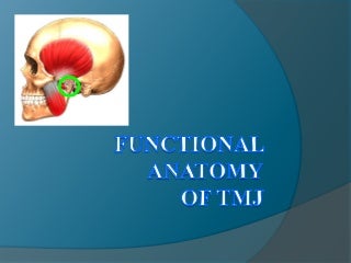 Tmj anatomy