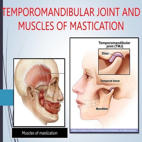 Temporomandibular joint Muscles of Mastication | PPTX