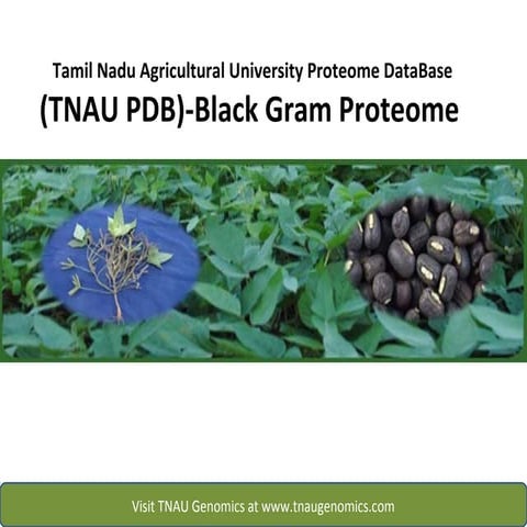 TNAU PDB- Tamil Nadu Agricultural University Proteome Database-Black gram pro...