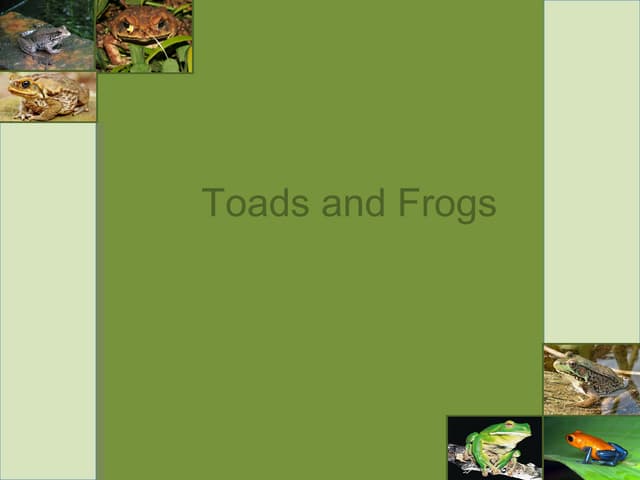 ITC Project Toads and Frogs
