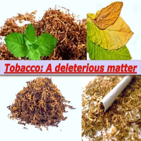 Tobacco a leading risk factor