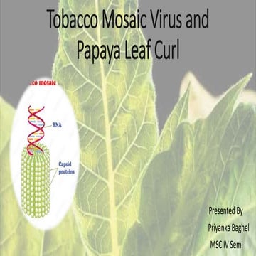 leaf curl of tobacco Tobacco Mosaic Virus And papaya leaf curl disease
