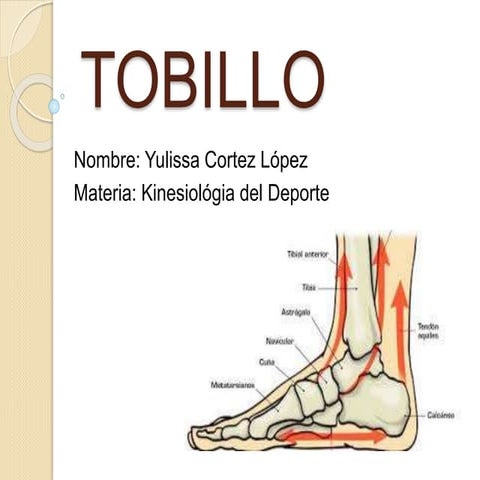 anatomia del tobillo | PPT