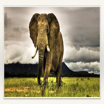 To conquer an elephant