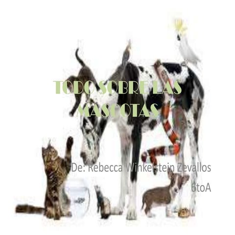 Todo sobre las mascotas rebecca winkelstein 6toag2