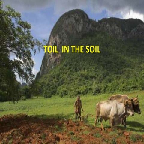 Gabe Brown - Harvest Sunlight: Feed the Soil | PDF