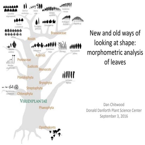 New and old ways of looking at shape: morphometric analysis of leaves