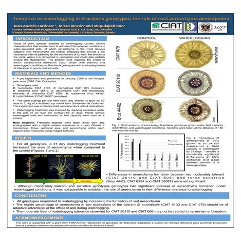 Poster19: Tolerance to waterlogging in Brachiaria genotypes: the role of root...