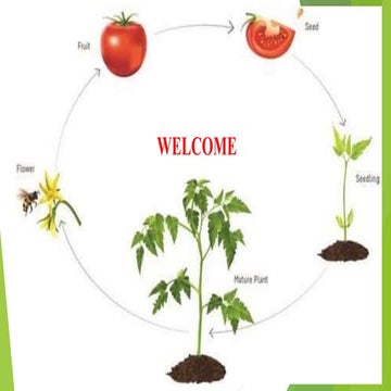 Seed production in tomato
