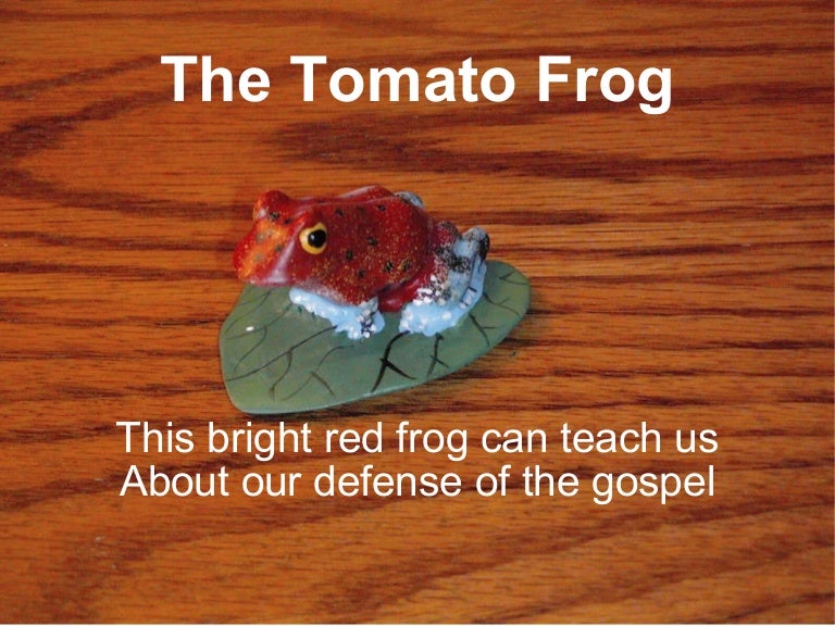 Tomato frog
